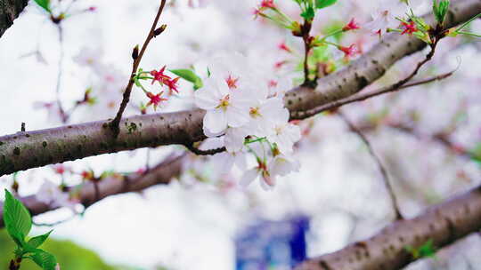 春天里的樱花绽放视频素材模板下载