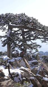 银装素裹，雪松玉树