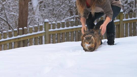 雪中的猫咪