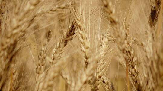 优质小麦成熟可以丰收了视频素材模板下载