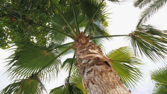 挺拔的棕榈树