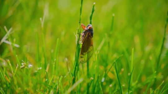 蝉从地上冒出来蝉坐在草地上特写