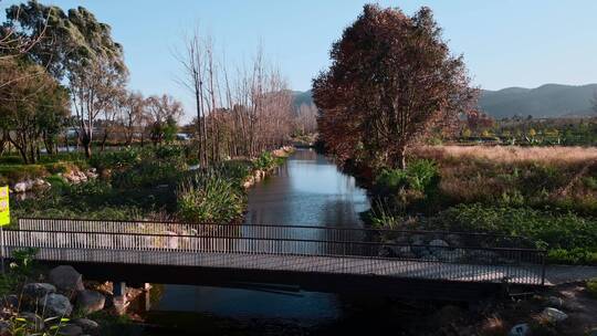 冬季小河边枯树黄叶河水昆明入滇河道