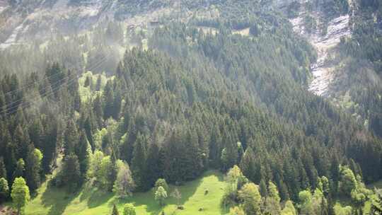 瑞士阿尔卑斯山格林德沃尔德焚风风暴中树木花粉的惊人延时