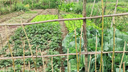 农村房屋花草树木绿色植物菜园