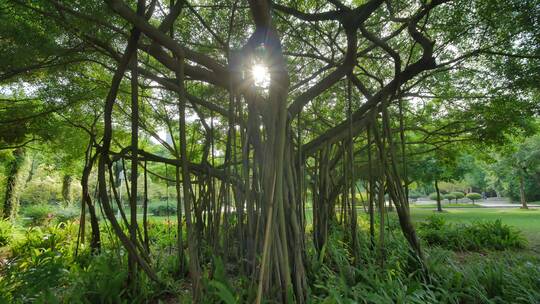 清晨唯美阳光穿过树林热带雨林原始森林