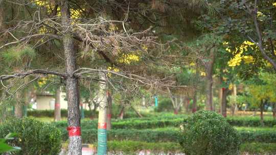 树 小区绿化 叶子 树枝 树叶 风