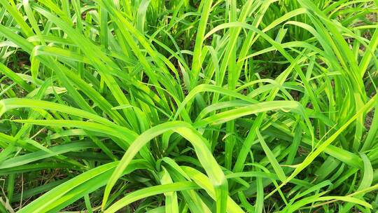 疫情城市农村街道菜园春天绿色植物