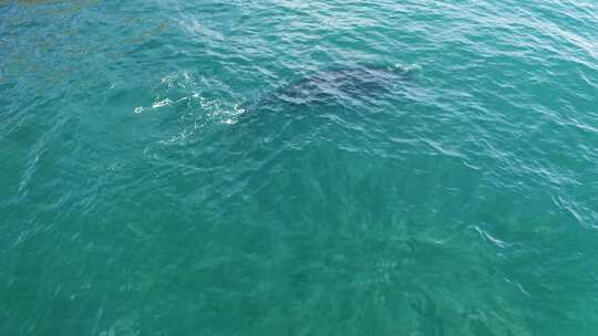 蔚蓝大海海洋动物海豚游泳视频素材模板下载