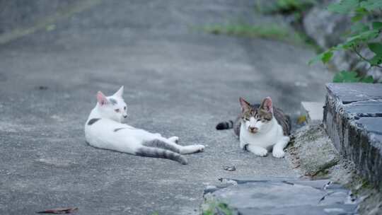 路边悠闲的野猫实拍4K