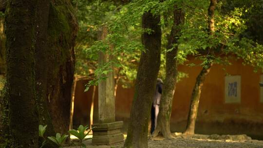 天台山国清寺禅院建筑视频