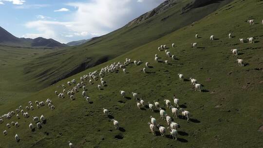 山坡上羊群奔跑