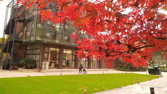 红色秋天红色的枫叶鸡爪槭