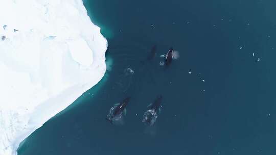 冰川极地海洋生物