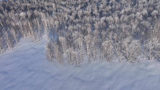 航拍雪野白桦林雾凇视频素材模板下载