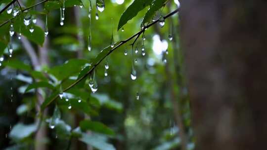 树叶上晶莹的雨滴特写