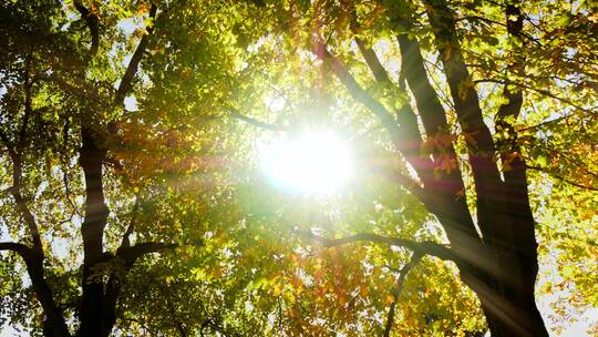 阳光穿过树林 阳光透过树叶 光线透过树林