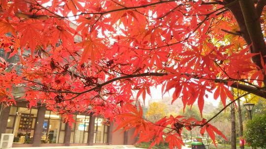秋天枫叶秋天红色的枫叶鸡爪槭