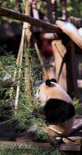 大熊猫吃竹子8K竖屏实拍