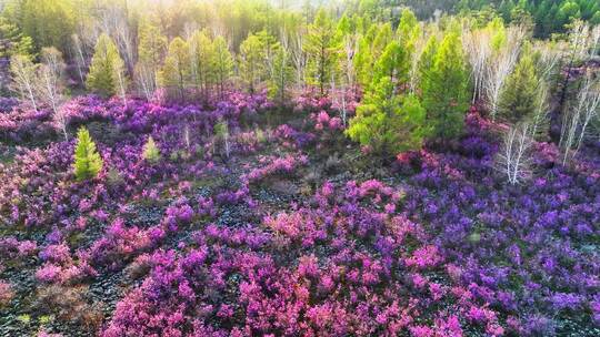 内蒙古达尔滨湖火山岩杜鹃花绽放