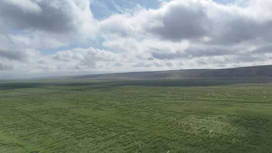 航拍高原草原燕麦草种植基地