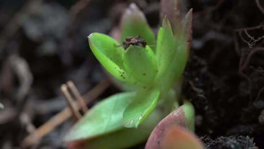 盆栽 多肉 植物 生态 绿植