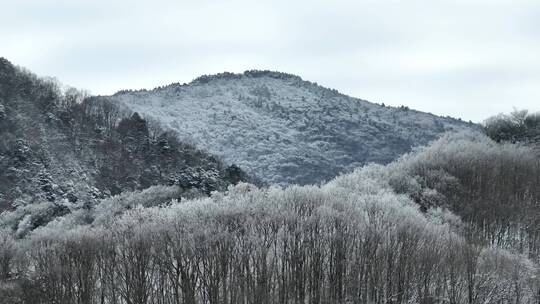 航拍湖北神农架原始森林群山冬季雪景雪松