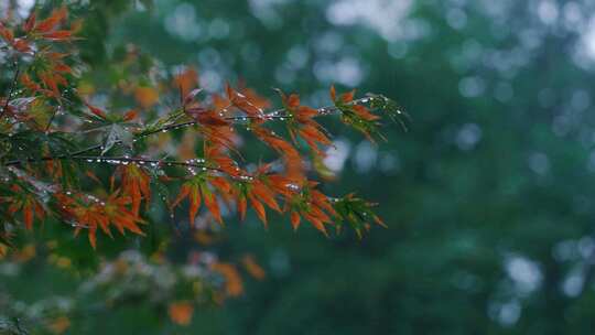 秋雨唯美树叶雨滴空镜头合集