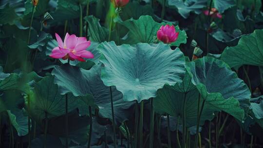 荷花自然涟漪露水池塘开花莲蓬公园花瓣雨诗