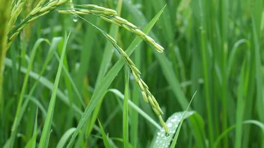 雨中的稻穗水稻特写雨露水珠田野