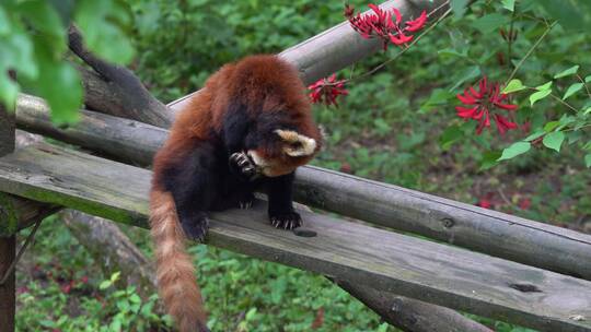 小熊猫洗脸全景