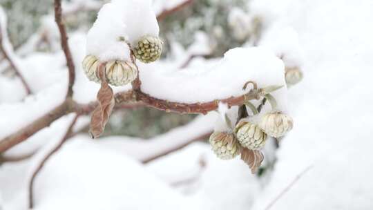 积雪雪景树树枝冬季