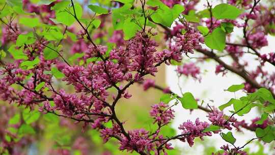 春天长出嫩叶和开满一串串紫色花瓣的紫荆视频素材模板下载
