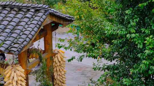 初秋山中农村雨中滴水的屋檐和树叶视频素材模板下载