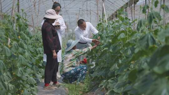 农技员 农业专家 大棚 科技农业 蔬菜基地