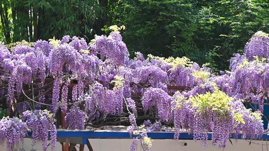 春风吹拂紫藤花