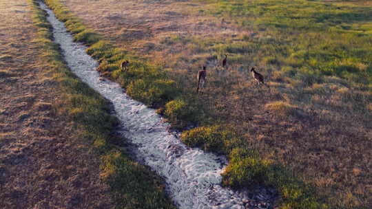 黄昏时分袋鼠在澳大利亚灌木丛中蜿蜒小径附
