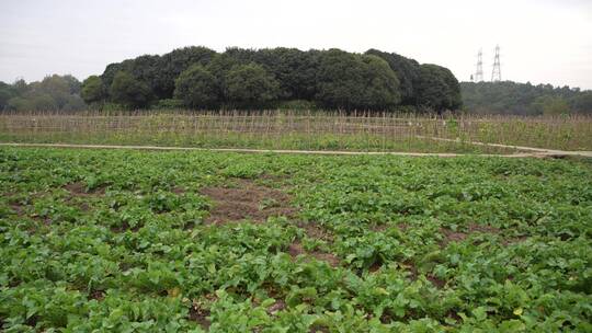 杭州玉皇山八卦田遗址公园