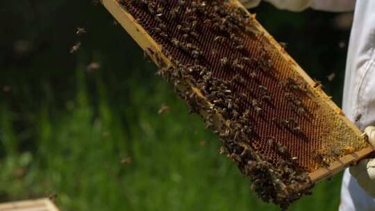 蜜蜂 蜂巢 蜂蜜 蜂箱视频素材模板下载