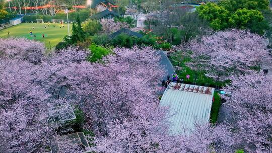 樱花航拍