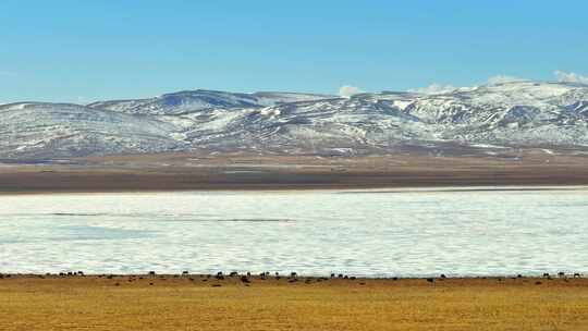 航拍甘南草原牦牛群尕海湖视频素材模板下载
