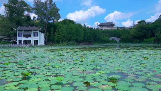 南宁狮山公园湖泊荷叶凉亭与绿色树林风光