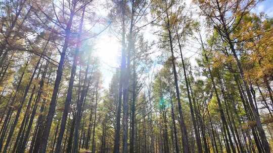阳光穿透树林的眩光和光晕秋日森林阳光光影