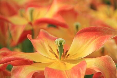 花开的歌声 春天 花开 歌声 清新 温 花开的歌声 春天 花开 歌声 清新 温