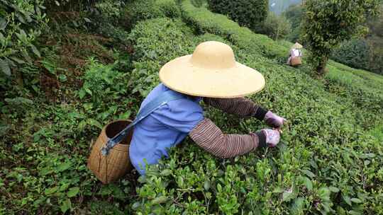 生态茶园采茶春茶采摘