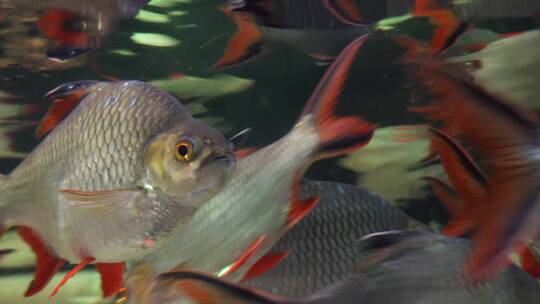 【镜头合集】亚马逊雨林水下生物食人鱼