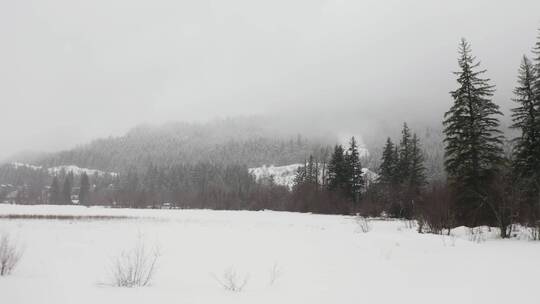 松林里的草原雪