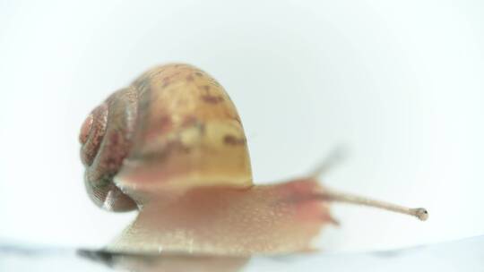爬动的蜗牛视频素材模板下载