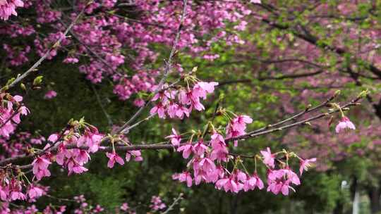 航拍樱花树