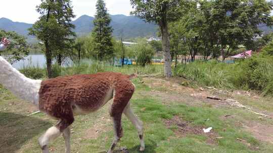 郴州东湖动物园美丽可爱的羊驼
